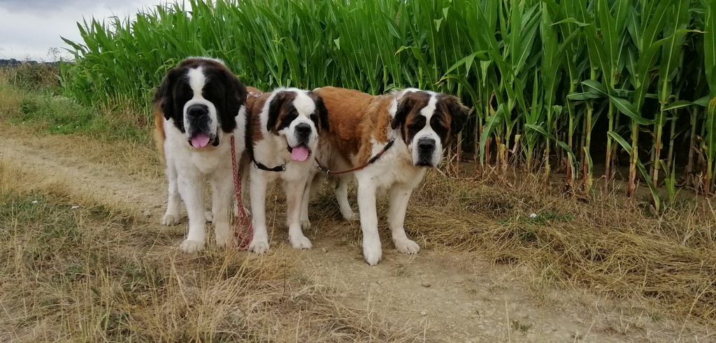 Photos de mes Bébés