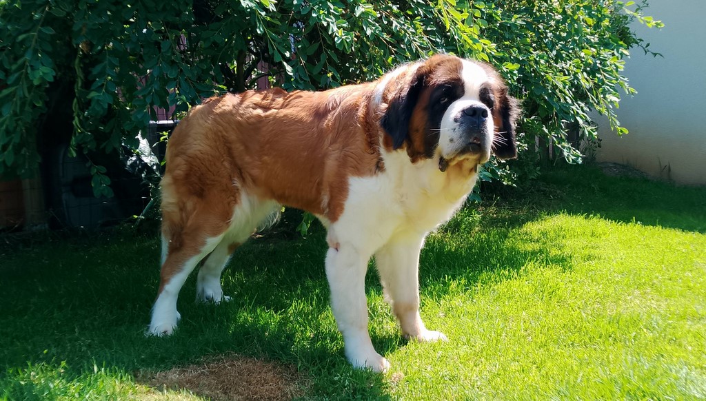 Mayerling des Coteaux Lauragais 8 ans