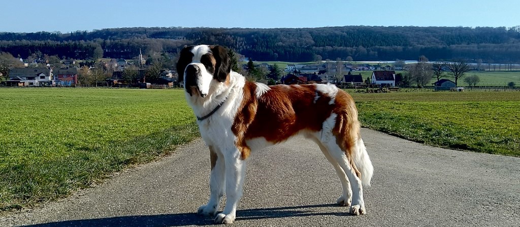 Layan vom Haselrecht