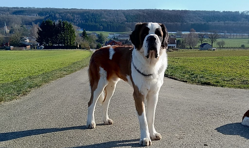 Layan vom Haselrecht