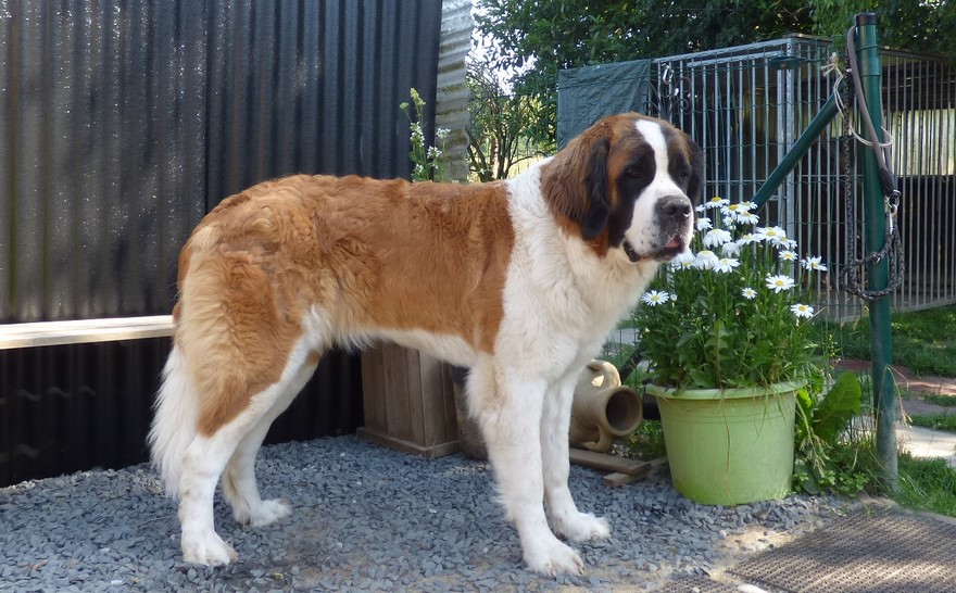 Opale vom Haselrecht 2 Jahre