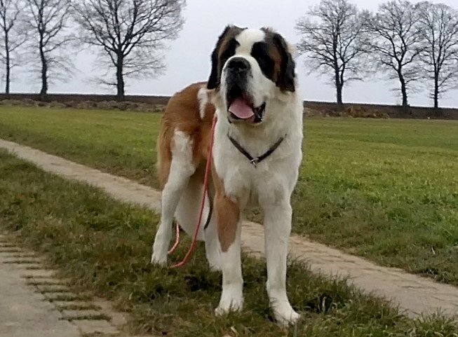 Layan vom Haselrecht