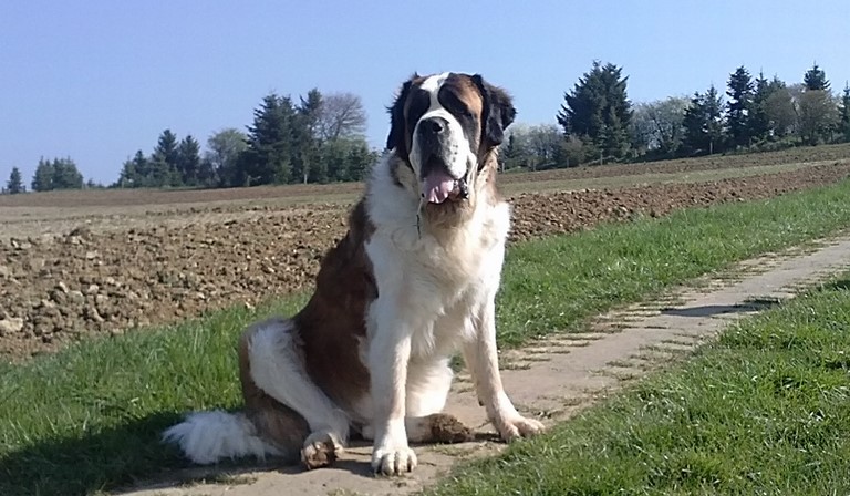 Ursina (Sina) von den Grossen Strolchen