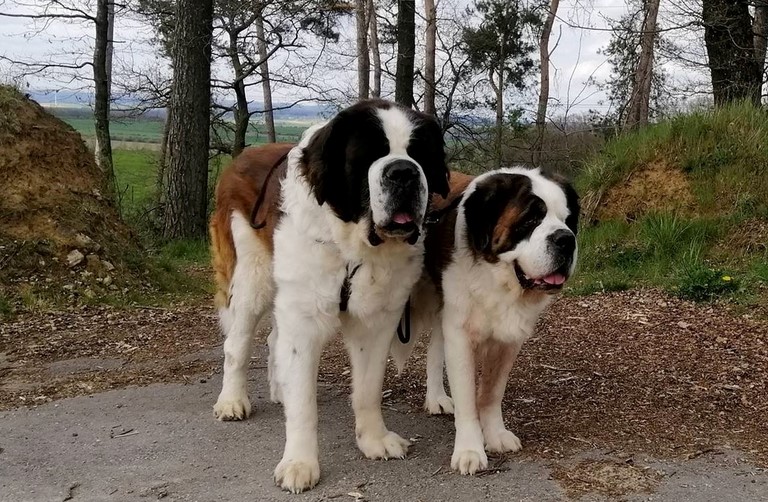 Jayant & Jaya vom Haselrecht 30/04/2021 Mein Bruder Jayant und mich