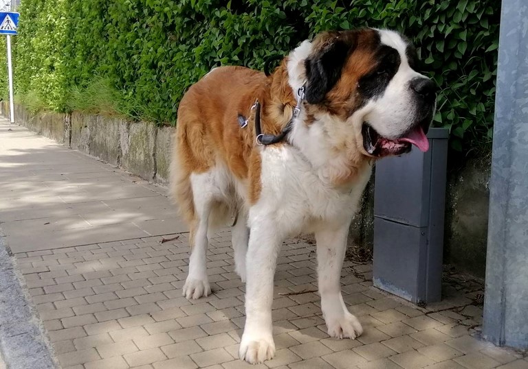 Ursina (Sina) von den Grossen Strolchen