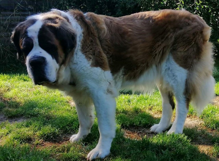 Ursina (Sina) von den Grossen Strolchen