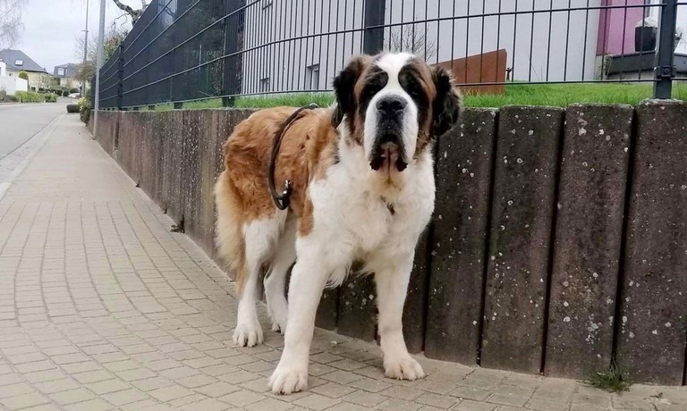 Ursina (Sina) von den Grossen Strolchen