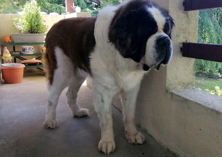 Jayant vom Haselrecht