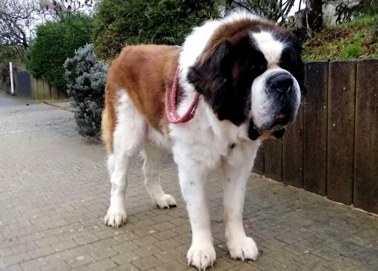 Jayant vom Haselrecht