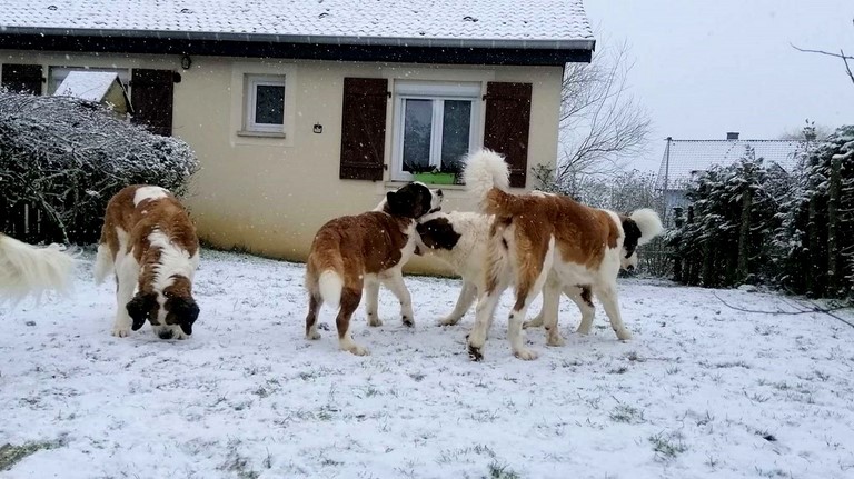 Orchidée, Mayerling, Licia & Orly