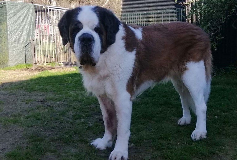 Jaya vom Haselrecht 10 Jahre 9 Mon. alt