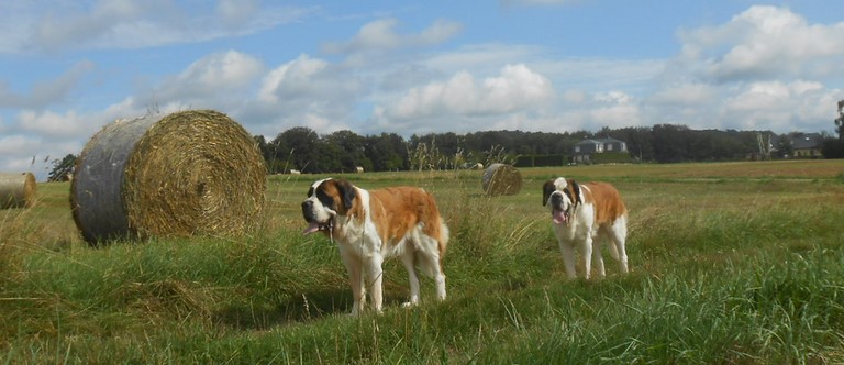 Ursina v d Grossen Strolchen & Tochter Jaya vom Haselrecht