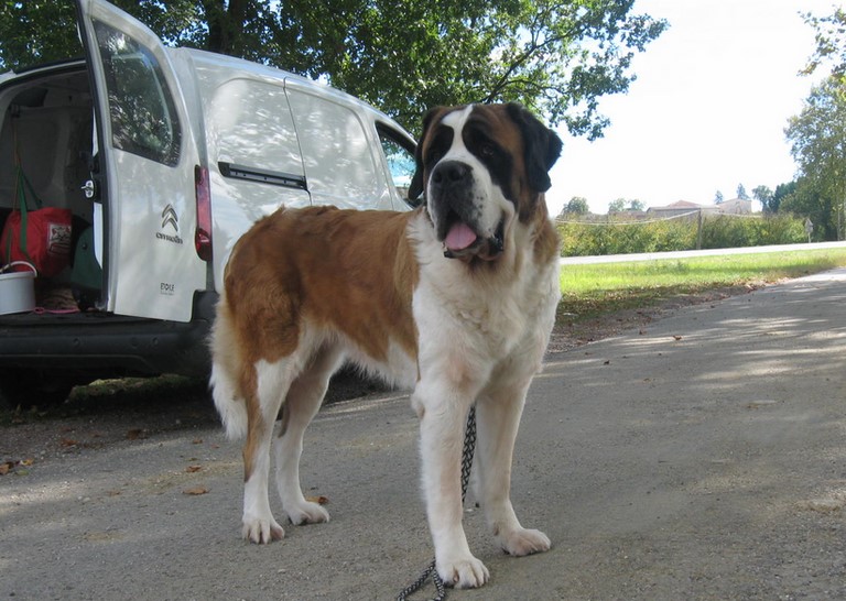 Ursina (Sina) von den Grossen Strolchen