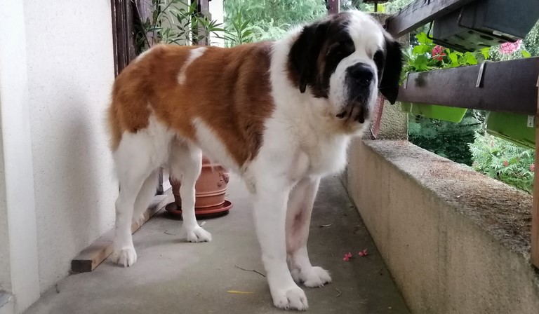 Jaya vom Haselrecht 8 ans