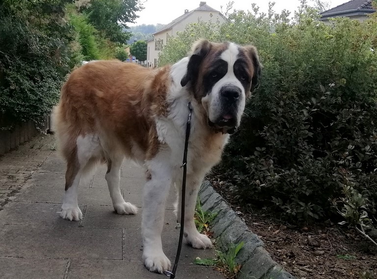 Ursina (Sina) von den Grossen Strolchen