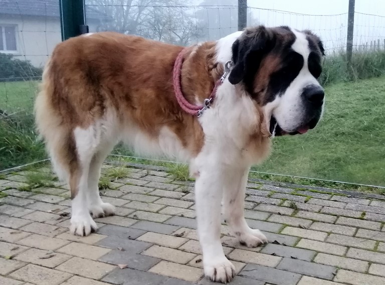 Ursina (Sina) von den Grossen Strolchen