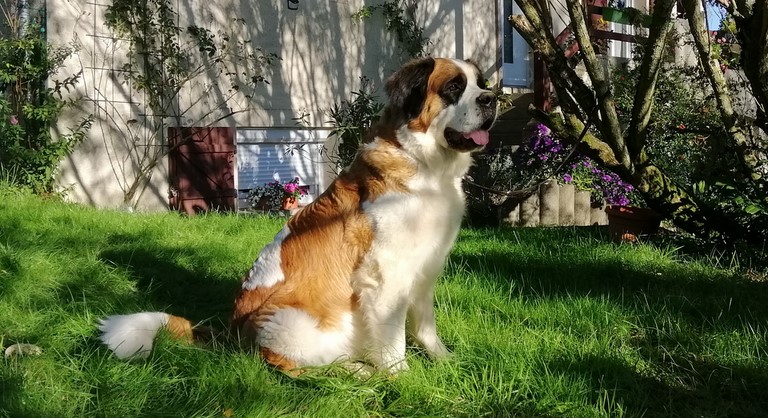 Orchidée vom Haselrecht