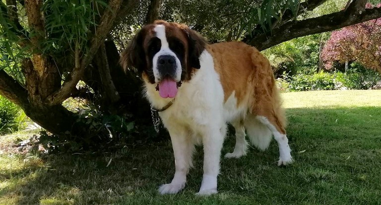 Opale vom Haselrecht