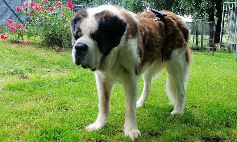 Jaya vom Haselrecht 12 Jahre alt