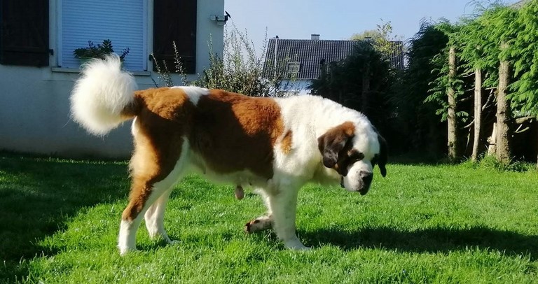 Licia des Montagnes Ensablées