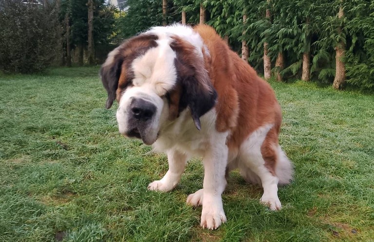 Lara vom Haselrecht 10 ans