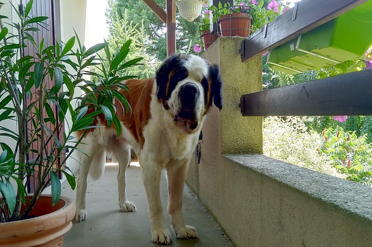 Jaya vom Haselrecht 6 Jahre