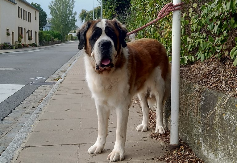Ursina (Sina) von den Grossen Strolchen 8 Jahre