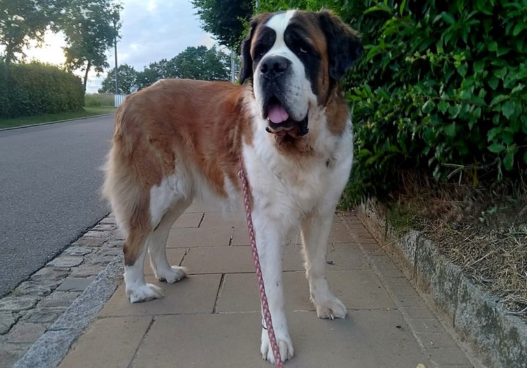 Ursina (Sina) von den Grossen Strolchen