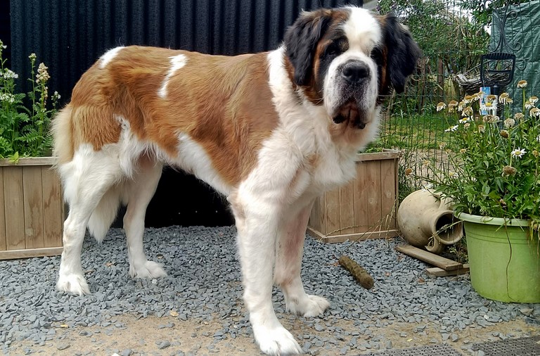 Jaya vom Haselrecht 7 Jahre