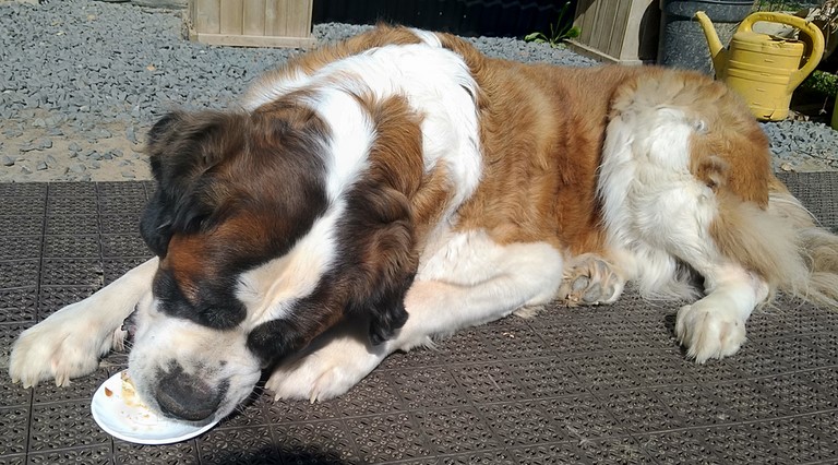 Ursina (Sina) von den Grossen Strolchen 9 Jahre