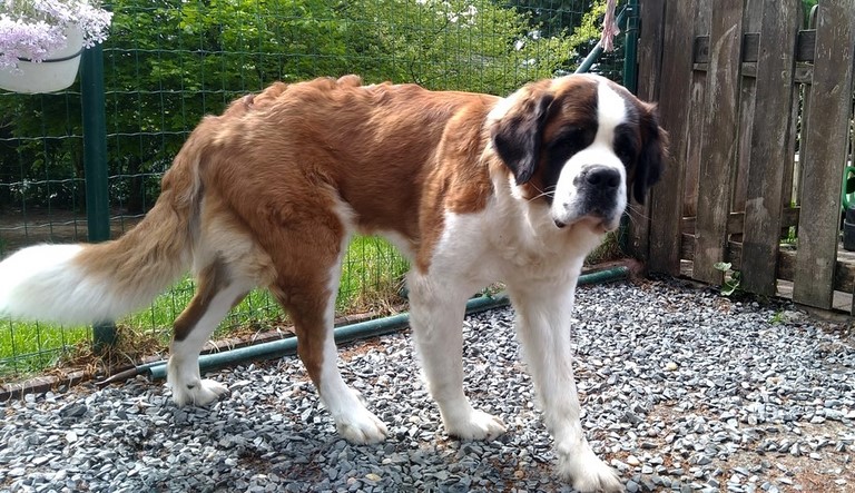 Mayerling des Coteaux Lauragais