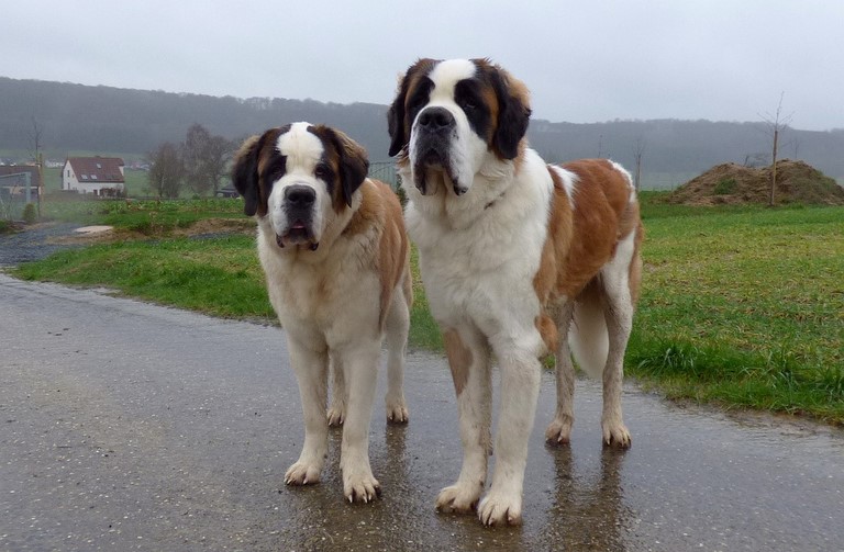 Lara  et Layan vom Haselrecht