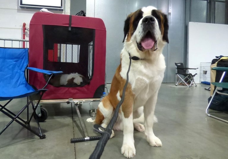 Layan vom Haselrecht