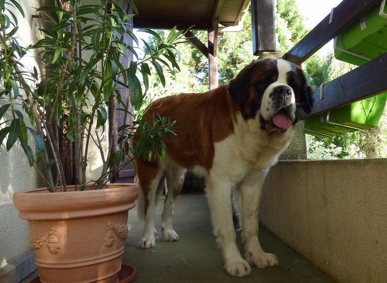 Mayerling des Coteaux Lauragais