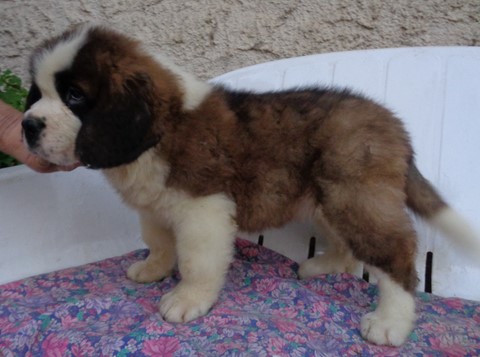 Mayerling des Coteaux Lauragais