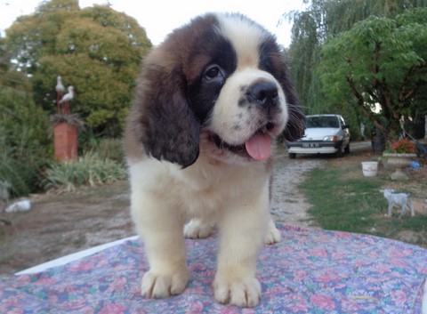 Mayerling des Coteaux Lauragais