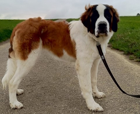 Olyana vom Haselrecht