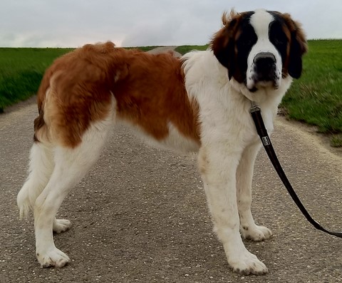 Olyana vom Haselrecht