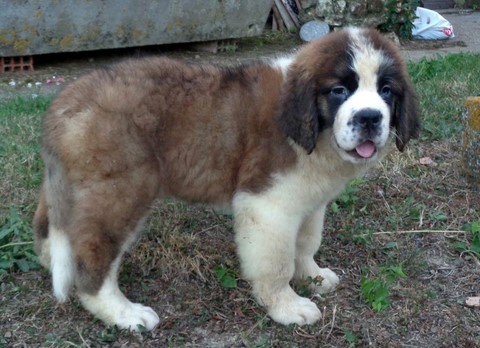 Mayerling des Coteaux Lauragais