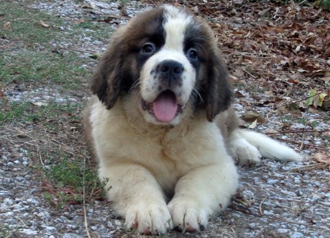 Mayerling des Coteaux Lauragais