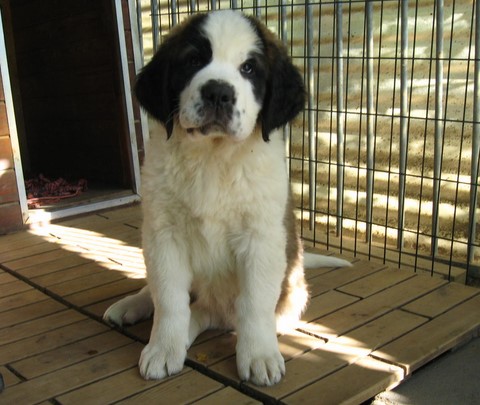 Jaya vom Haselrecht 2 M. alt