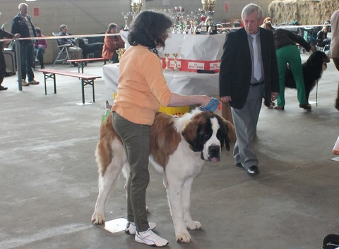 Jayant vom Haselrecht 8 ½ M.