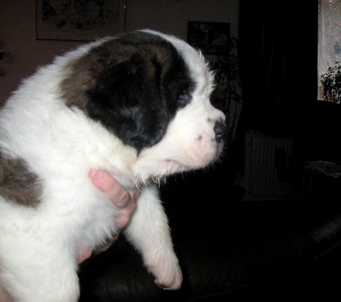 Lara vom Haselrecht 1 M.alt