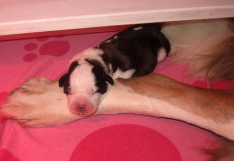 Lara vom Haselrecht 3 Tage alt