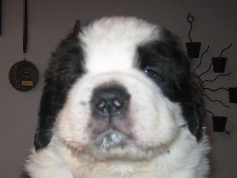 Layan vom Haselrecht