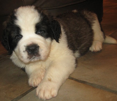 Layan vom Haselrecht