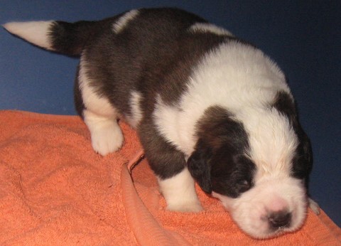 Layan vom Haselrecht