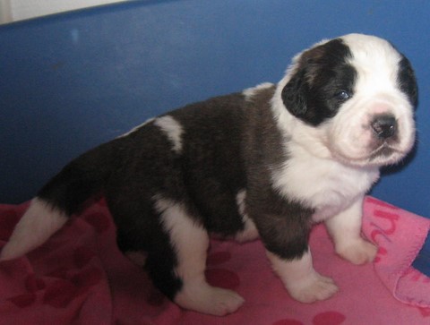 Layan vom Haselrecht