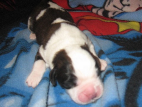 Layan vom Haselrecht