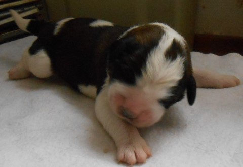 Océane vom Haselrecht 2 Tage